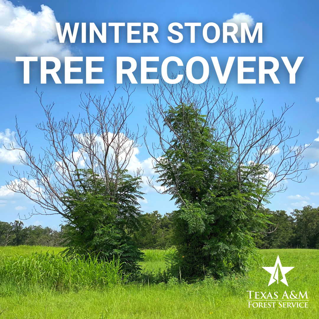 <span style="font-family: Calibri, sans-serif; font-size: 11pt;">It
has been almost six months since winter storm Uri blanketed Texas in a
week-long freeze and, despite ample rain, many Texas trees are still showing signs
of stress.</span>